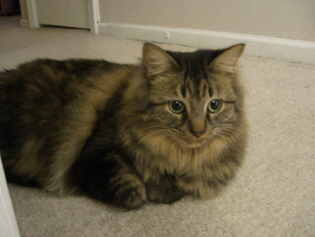 tikiiscute.jpg